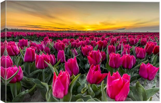 Dutch Tulip Field at Dawn Canvas Print by Arterra 