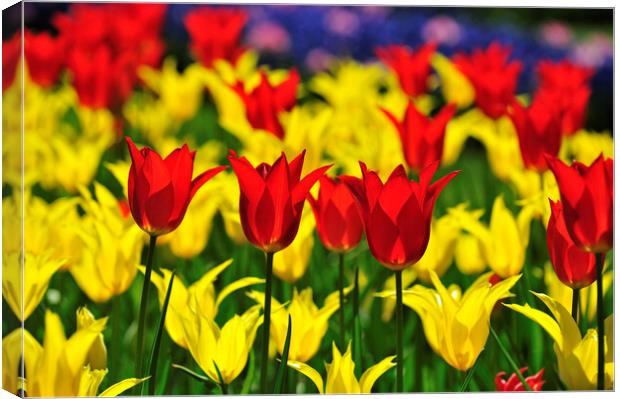 Red and Yellow Tulips in Spring Canvas Print by Arterra 