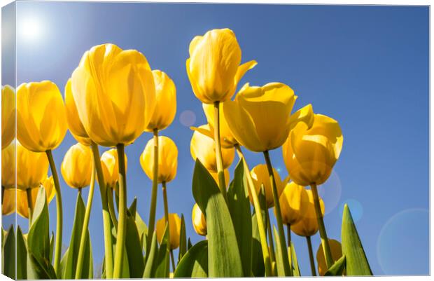 Yellow Tulips in Spring Canvas Print by Arterra 