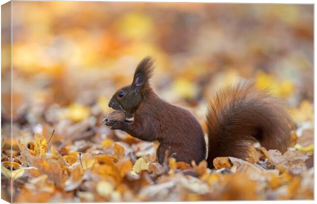 Red Squirrel Eating Nut in Wood Canvas Print by Arterra 