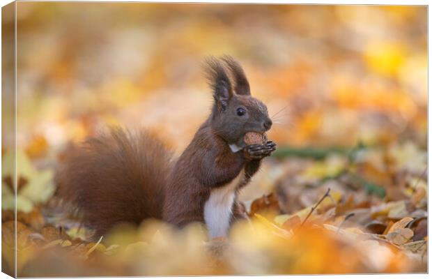 Red Squirrel Eating Walnut in Wood Canvas Print by Arterra 
