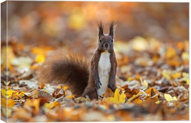 Curious Red Squirrel among Autumn Leaves Canvas Print by Arterra 