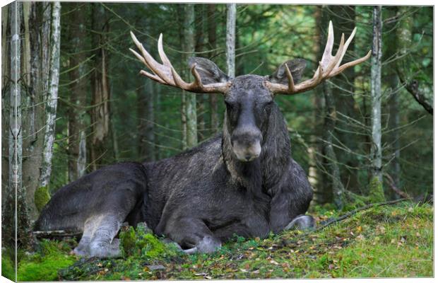 Moose in Boreal Forest Canvas Print by Arterra 