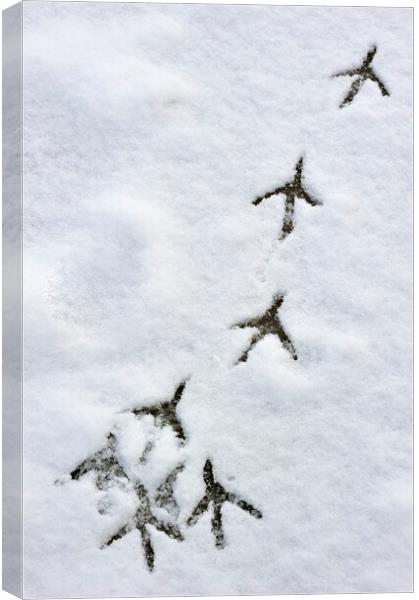 Bird Footprints on Ice in the Snow Canvas Print by Arterra 