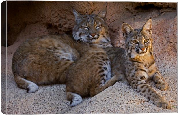 Two Bobcats on Rock Canvas Print by Arterra 