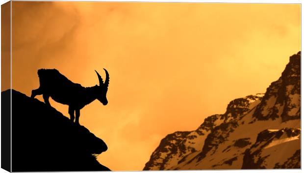 Alpine Ibex Silhouette at Sunset Canvas Print by Arterra 