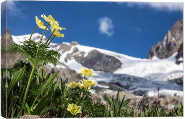 Yellow Alpine Pasqueflowers in the Alps Canvas Print by Arterra 