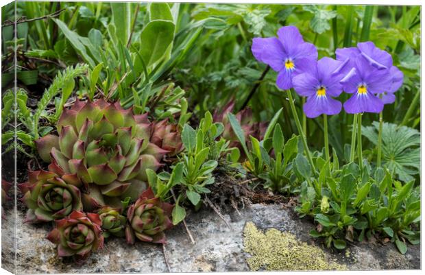 Houseleek and Mountain Violets in Flower  Canvas Print by Arterra 