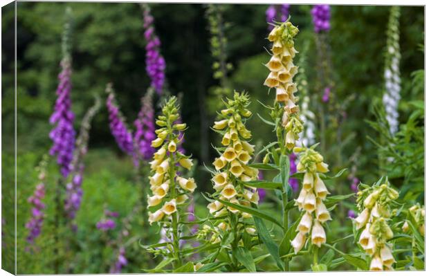 Large Yellow Foxgloves in Flower Canvas Print by Arterra 