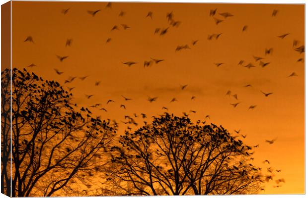 Rooks Roosting in Tree Canvas Print by Arterra 