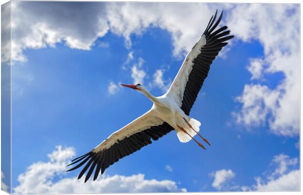 White Stork Flying Canvas Print by Arterra 
