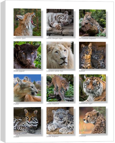 Big Cats Collection Canvas Print by Arterra 