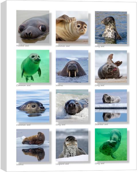 Seals Collection Canvas Print by Arterra 