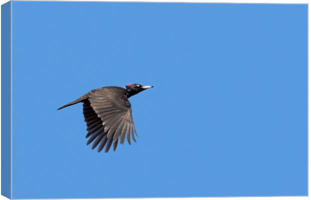 Black Woodpecker in Flight Canvas Print by Arterra 