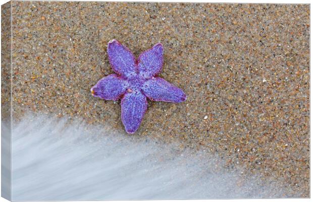Purple Common Starfish Canvas Print by Arterra 