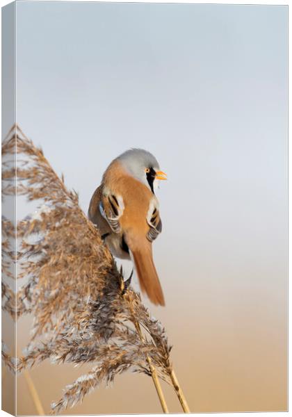 Bearded Reedling in Reed Bed Canvas Print by Arterra 