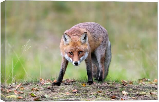Curious Red Fox Canvas Print by Arterra 