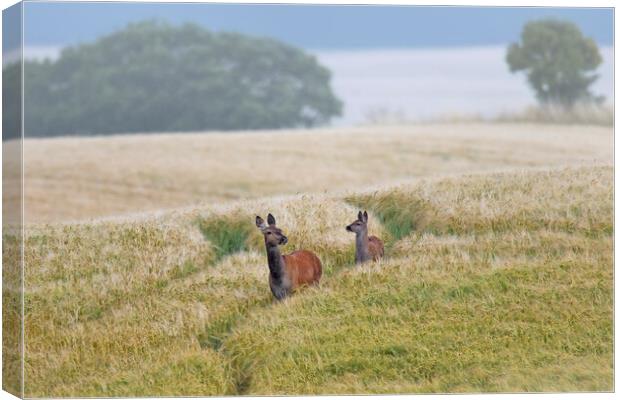 Red Deer in Wheat Field  Canvas Print by Arterra 