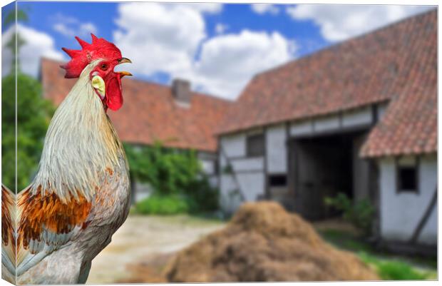 Cock Crowing at Farm Courtyard Canvas Print by Arterra 