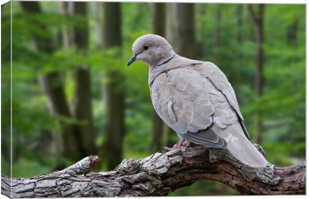 Eurasian Collared Dove in Woodland Canvas Print by Arterra 