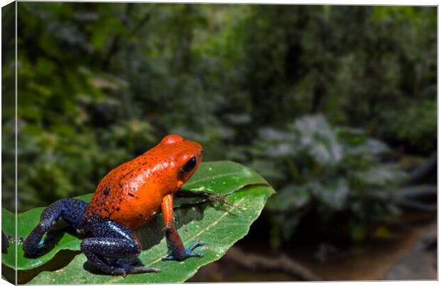 Blue Jeans Strawberry Poison Dart Frog in Rain Forest Canvas Print by Arterra 
