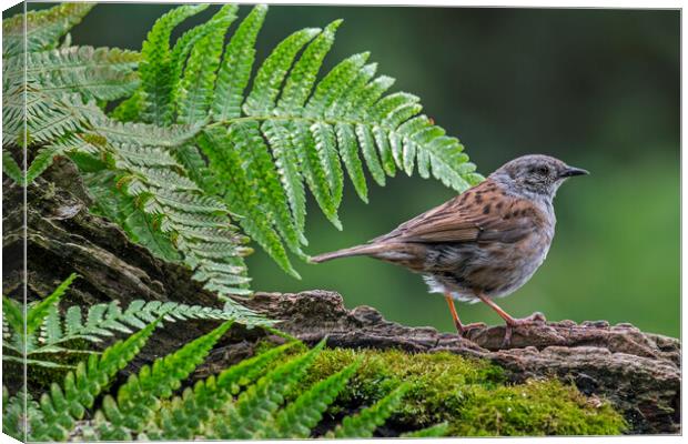 Hedge Accentor in Forest Canvas Print by Arterra 
