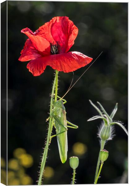 Great Green Bush-Cricket Climbing Poppy Canvas Print by Arterra 