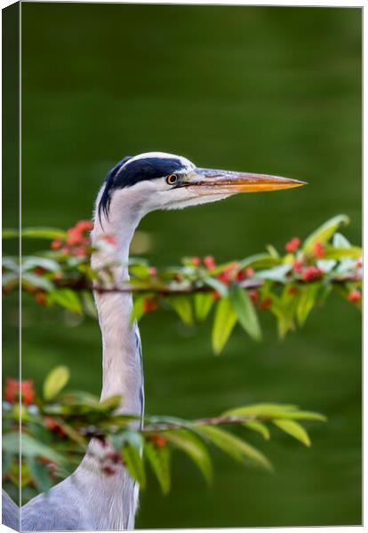 Grey Heron Canvas Print by Arterra 