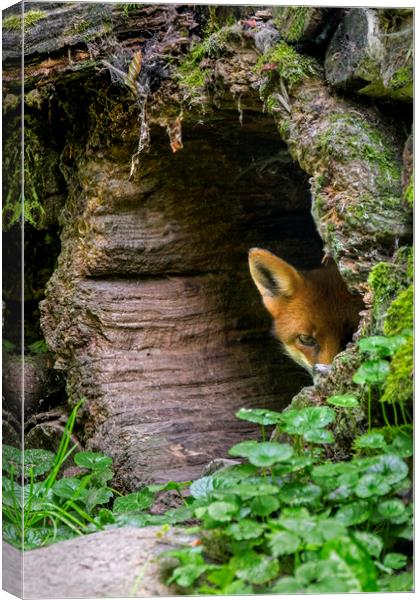 Shy Red Fox  Canvas Print by Arterra 