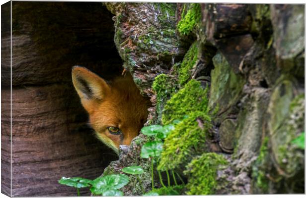 Red Fox Hiding Canvas Print by Arterra 