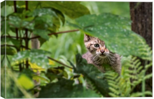 Wild Cat Kitten in Woodland Canvas Print by Arterra 