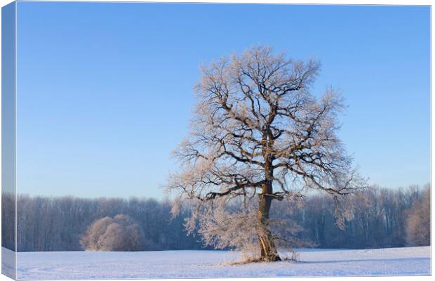 Solitary English Oak Tree in Winter Canvas Print by Arterra 