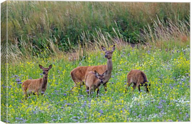 Red Deer Hind with Young in Meadow Canvas Print by Arterra 
