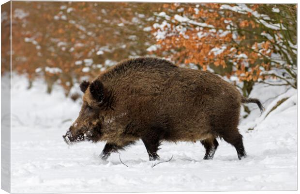 Solitary Wild Boar in Winter Canvas Print by Arterra 