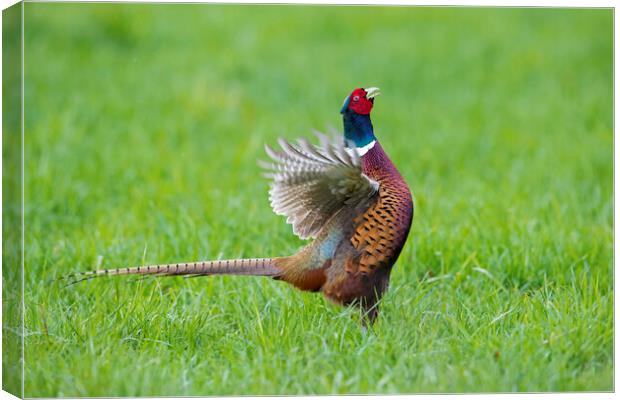 Pheasant Cock Courting Canvas Print by Arterra 