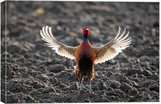 Pheasant Spreading Wings in Field Canvas Print by Arterra 