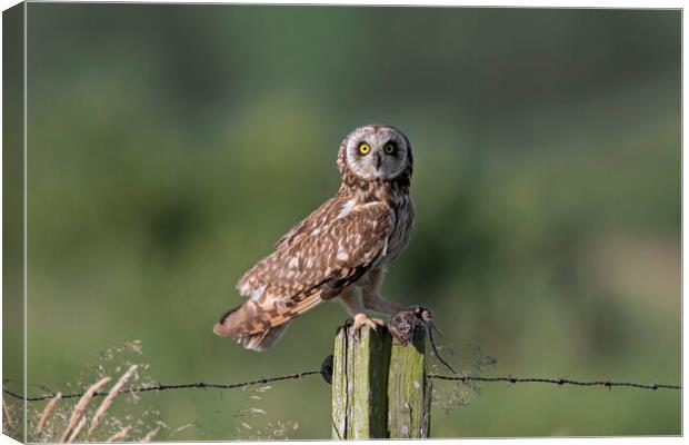 Short-Eared Owl with Mouse Canvas Print by Arterra 