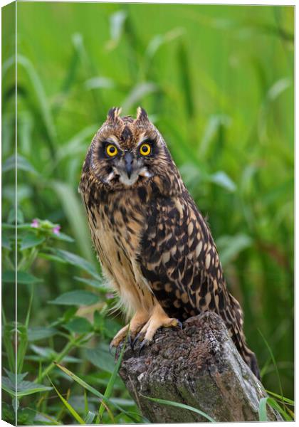 Young Short-Eared Owl Canvas Print by Arterra 
