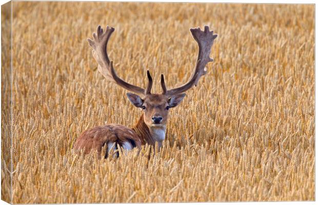 Fallow Deer Buck in Wheat Field Canvas Print by Arterra 