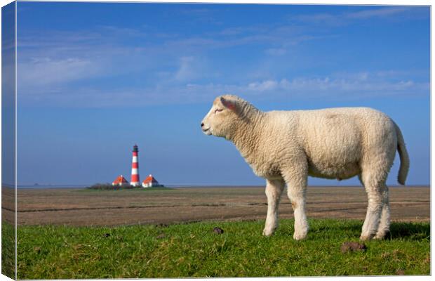 Lighthouse Westerheversand and Lamb Canvas Print by Arterra 