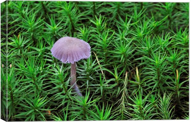 Amethyst Deceiver Fungus Canvas Print by Arterra 