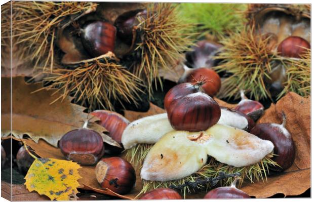 Chestnuts on the Forest Floor Canvas Print by Arterra 