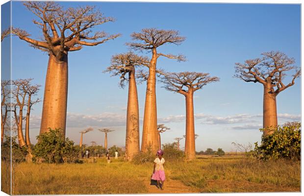 Alley of the Baobabs, Madagascar Canvas Print by Arterra 
