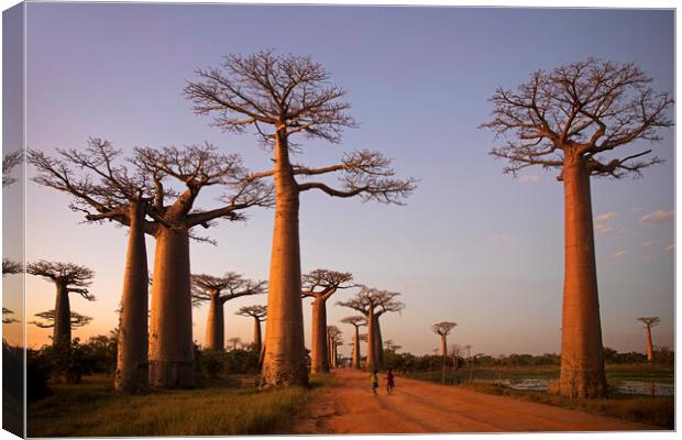 Avenue of the Baobabs at Sunset, Madagascar Canvas Print by Arterra 