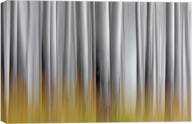 Abstract of White Tree Trunks in Woodland Canvas Print by Arterra 
