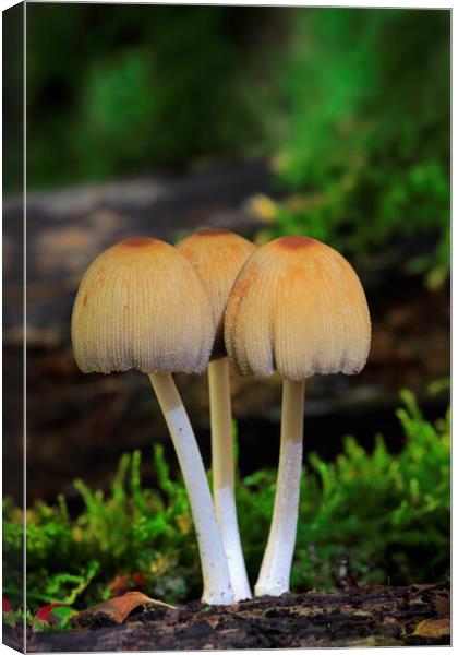 Glistening Inky Cap Fungi Canvas Print by Arterra 