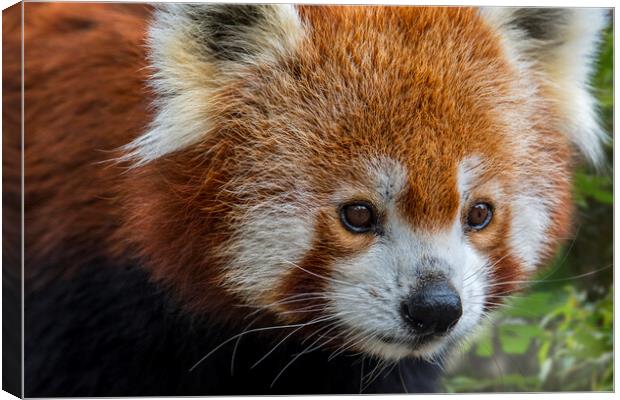 Red Panda Close Up Canvas Print by Arterra 