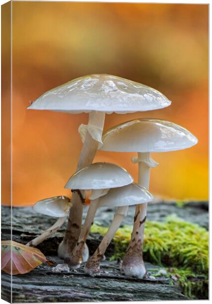 Porcelain Fungus in Wood Canvas Print by Arterra 