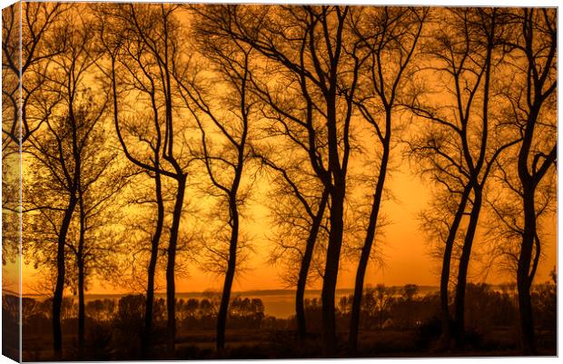 Row of Silhouetted Poplars at Sunset Canvas Print by Arterra 