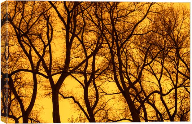 Poplar Trees at Sunset Canvas Print by Arterra 